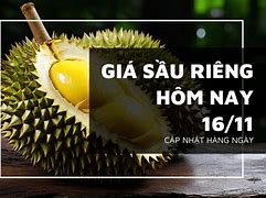 Giá Sầu Riêng Hôm Nay 14/11 Tphcm Hôm Nay